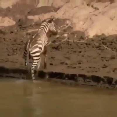 Crocodile dies inside (repost)