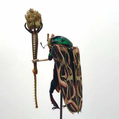 I make imaginairy insect characters out of insect parts. This is the wise P’aqo, shaman of his tribe