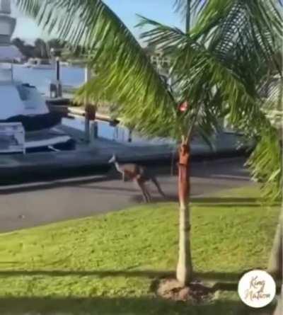 А в Австралии сейчас лето...