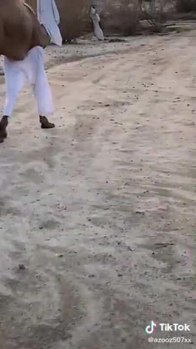 a camel stole my clothes