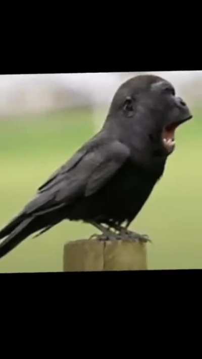 😤 A N G E R Y ! ...