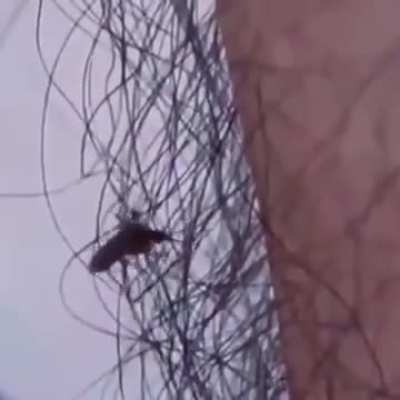 Having abundant body hair makes it harder for biting insects, such as mosquitoes and other ectoparasites, to bite you, and it also serves as an alarm. There are even scientific papers documenting this.