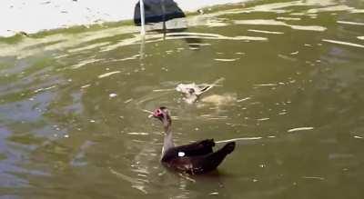 Big Bird kills Baby Springbok at a Zoo.
