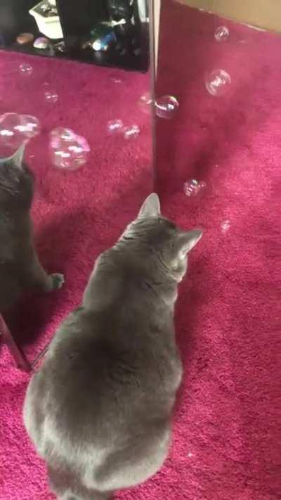 Startled by bubbles!