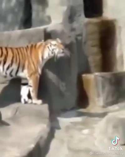 Beggin ama widepeepoHappy