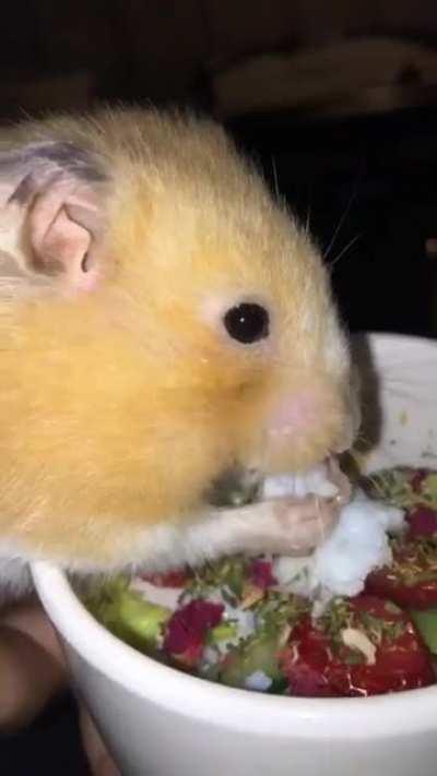 This was Boop on her third birthday💕I always made her a special treat for her special day!