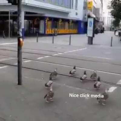 THESE DUCKS ARE WAITING FOR THE GREEN LIGHT TO TURN ON SO THAT THEY CAN CROSS THE ROAD ... WE HUMANS SHOULD LEARN FROM THEM