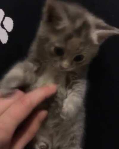 This is my sweet baby friend Sabrina! She has 2 sisters: Jill and Kelly, and a brother: Charlie...we love themed kitten names!!