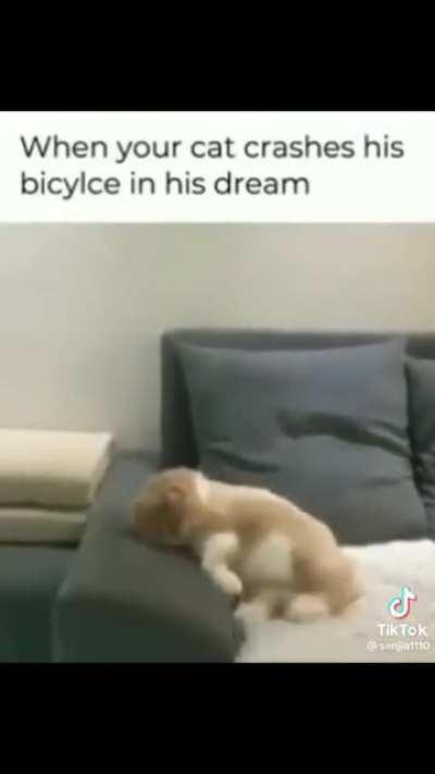 CaT cRaShEs BiKe AnD dIeS!!