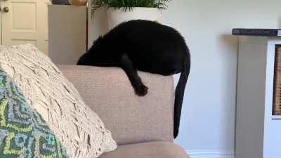 Any cat whisperers here who can decipher what this deep is doing?