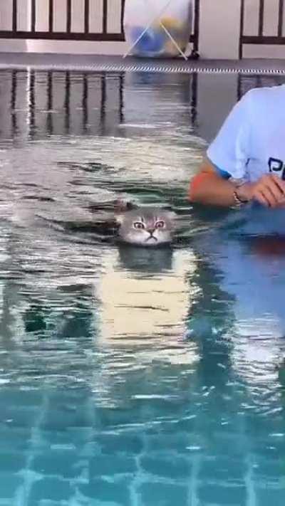 Cat swimming lessons