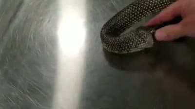 Apparently hand sanitizer stops Snake's eating Themselves