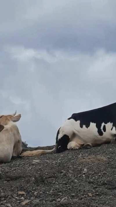 Even the cows have been on vacation this summer, but I haven't 😂