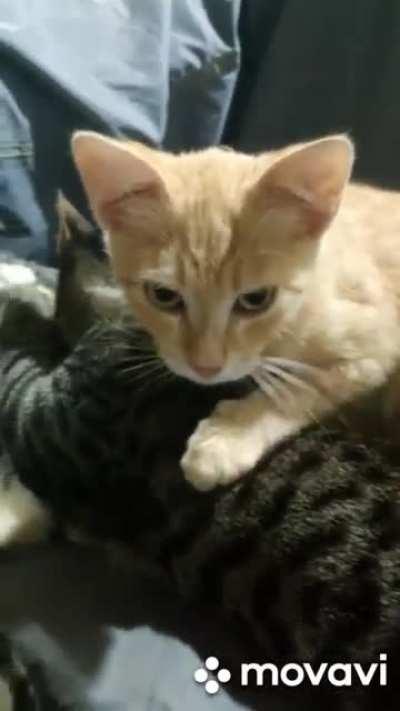 Ci tengo a precisare che sono tutti maschi