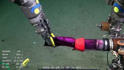 [NSFW] Batatita - Desaparicion forzada, torturas y muerte