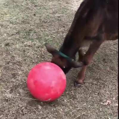 Leo is very happy when he does a good job of heading the ball
