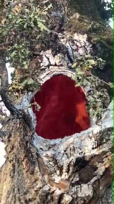 Igneous: The eternally hallow.