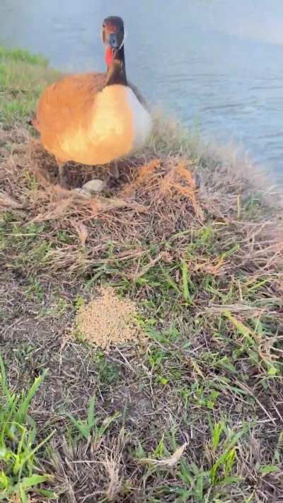 Limpy has a nest and is brooding with two eggs!