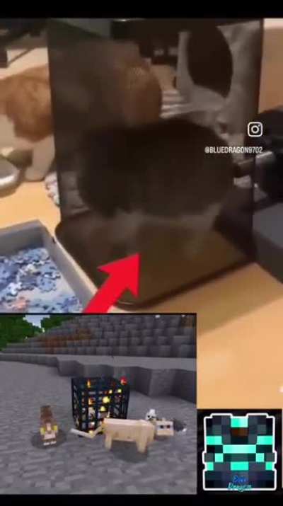 cat spawner