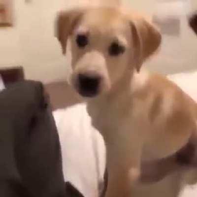 You think this is funny hooman