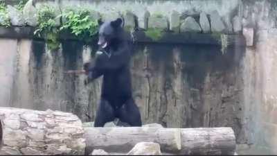 Blursed bear with nunchucks, prepare for war guys 😤