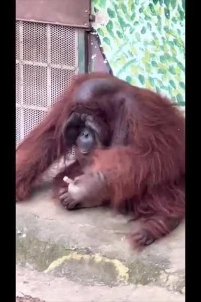 A Bornean Orangutan puffed at a cigarette
