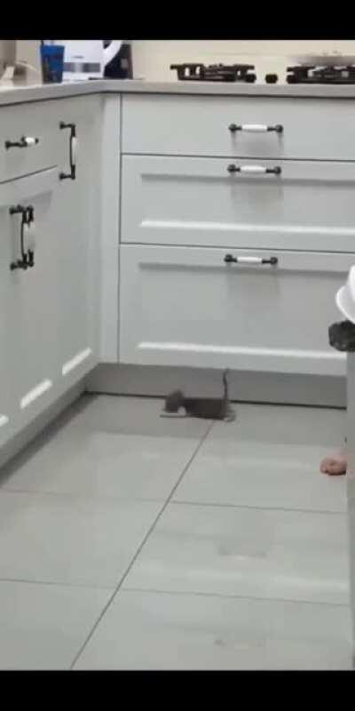 Kitten does a big leap!