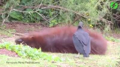 Vulture eating ticks from a chill capybara