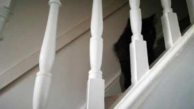 She must be fed as soon as I return home