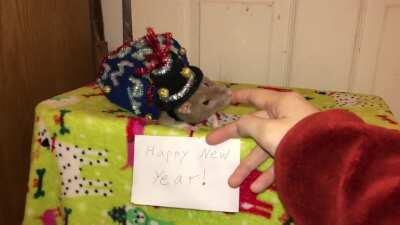 Happy News Year from Bean and the rest of the rats!