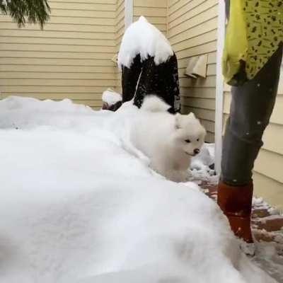 Throw Back to when my boy was a puppy!