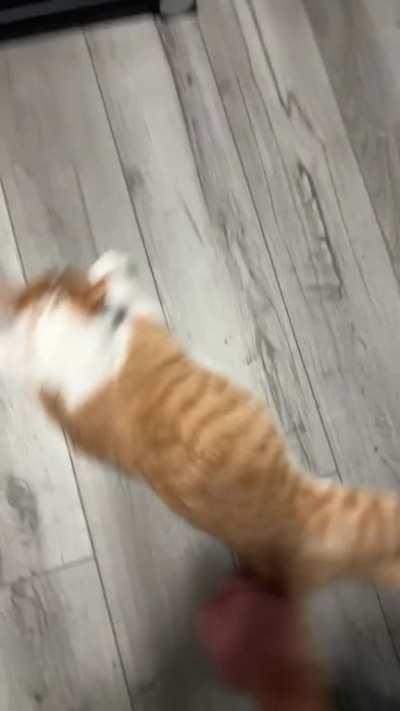 Don’t have to worry about getting dizzy when you don’t have the brain cell.