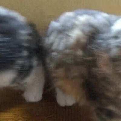 The infinite kitten hole