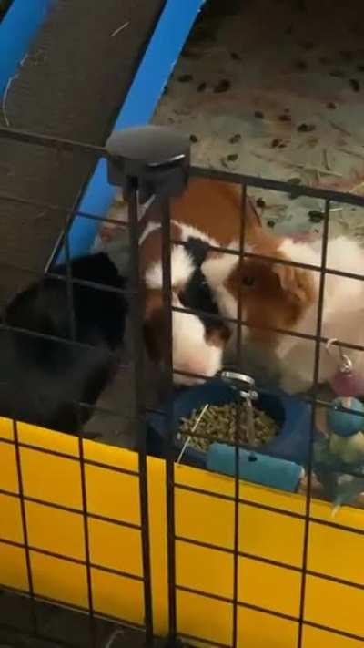 Cleaning our overlord. 🧎🧎🧎