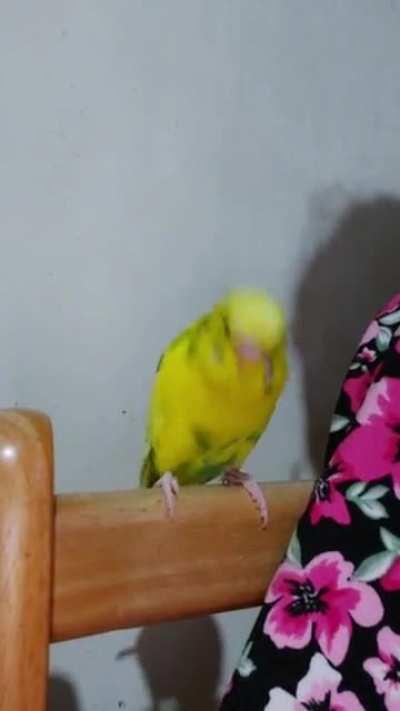 Budgie vs. Youtube Ads