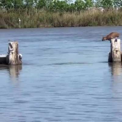 🔥 The immense jumping power of a bobcat 🔥