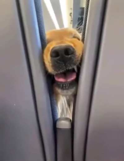 The best in-flight entertainment (service dog with a flair for clowning)