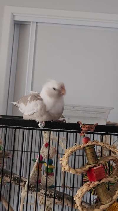 Alfalfa gets a little too excited for her bath