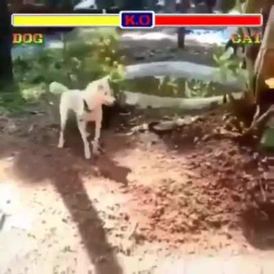 Roundhouse Kick Pup vs Statue Kitten