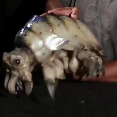 This is an incredibly realistic animatronic created for the movie 