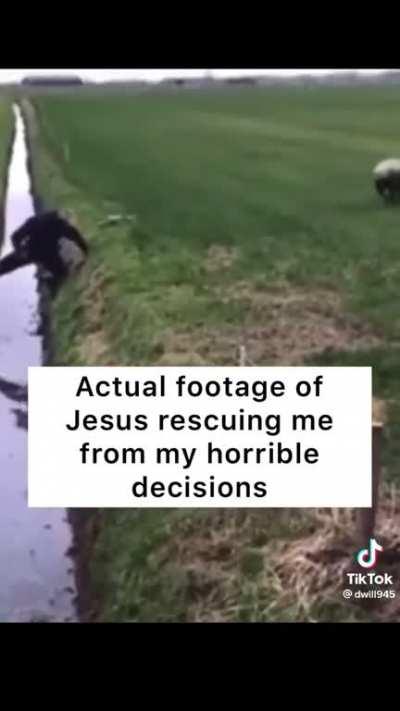 There's a reason God compares us to sheep and it's not because we're cute and fluffy