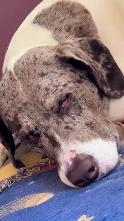 The exorcism of Rocco 🙏🏻✝️