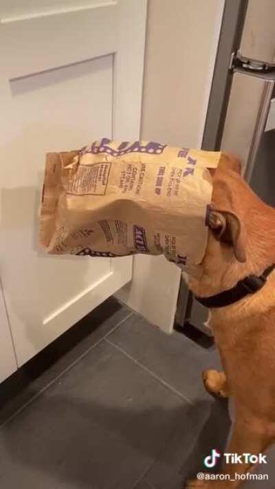 Dog steals popcorn 🍿