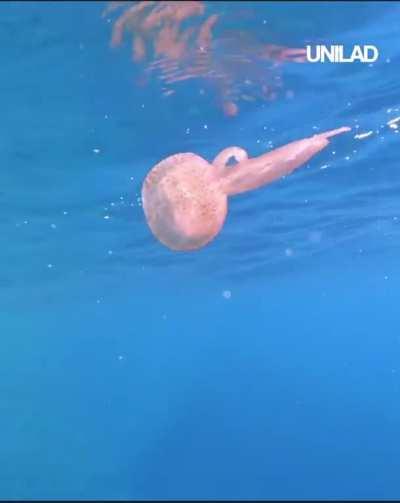 Fuck this jellyfish in particular.