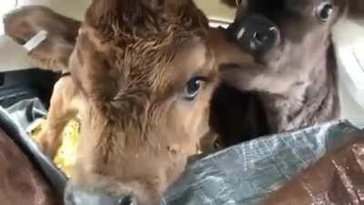 You don't only hear human mothers saying 