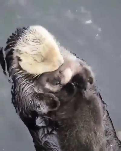 Ottermama mit schlafendem Baby