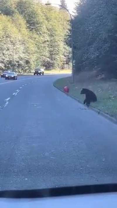 This bear finds a balloon and has fun with it 🐻🎈