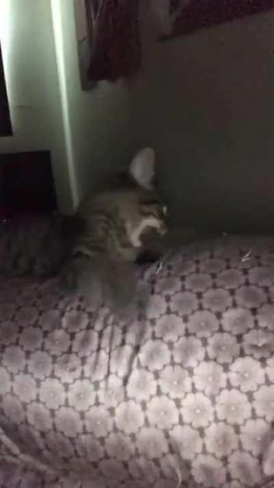 Kitten displays Dominance