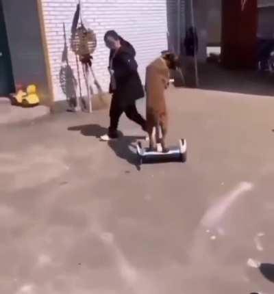 Don’t worry the cat is ok