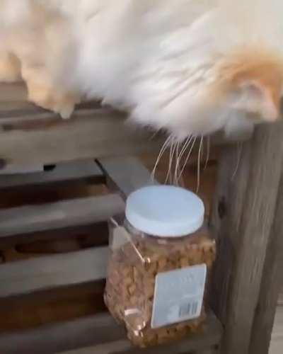 Dropping a hint to my human